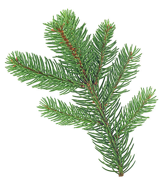 istock Christmas fir branch isolated on a white background, Christmas tree. 2233246229