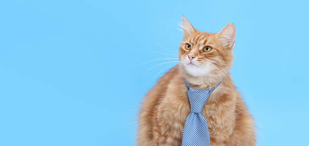 istock Serious Red Cat in Necktie 2233246656