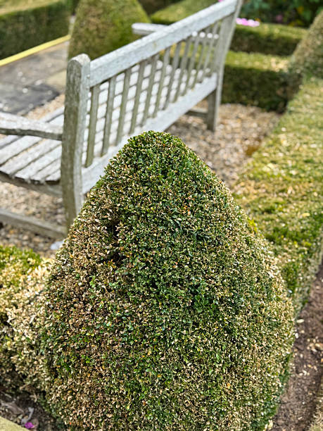 Stock photo shows clipped cone Buxus sempervirens in a topiary knot garden, showing effects of virus blight, caterpillar damage, and dry drought with brown leaves. Highlights clipped and pruned shrubs, ornamental trees, and bushes