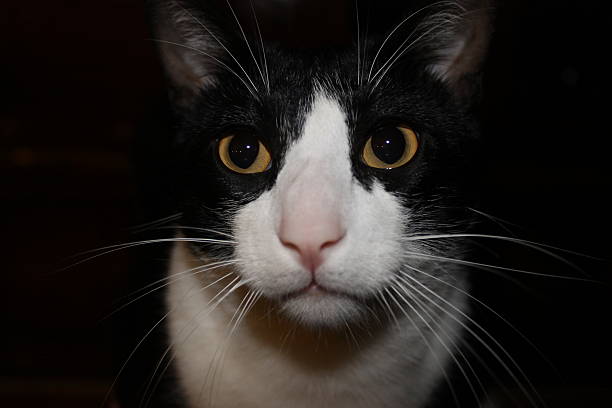 Tuxedo cat looks to the side, turning head back