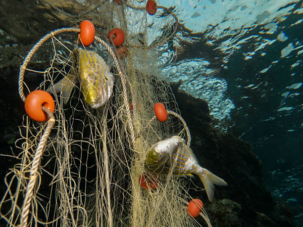 istock Dream fish caught in fishing nets 2233249878