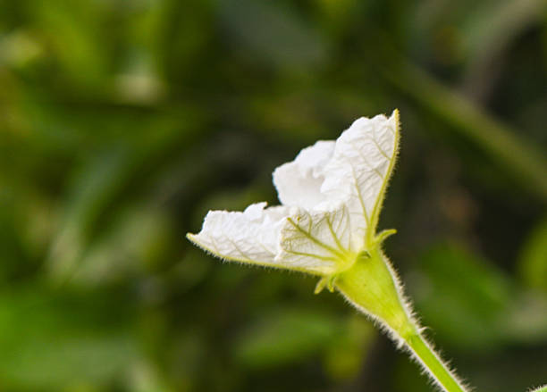istock Luffa Flower on Blurred Background in Cyprus 2233251407