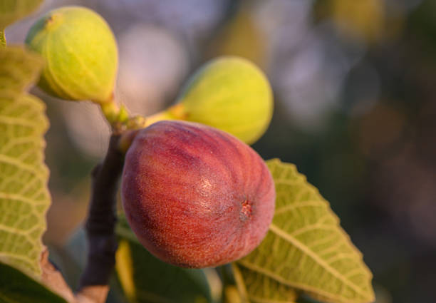 Fig tree, fresh organic figs on the fig tree in the garden