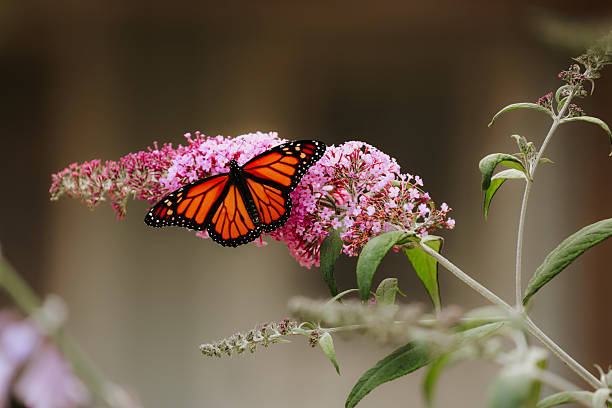 istock Monarch Butterfly on Buddleia Blossom 2233252226