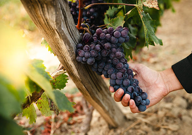 istock Hand Holding Ripe Grapes During Vineyard Harvest on Sunny Day 2233254559