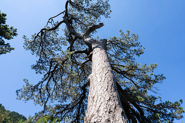 istock Albania forrest llogara 2233254833