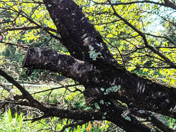 intertwined tree branches