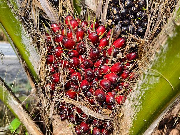 istock ripe oil palm fruit on the tree 2233258563