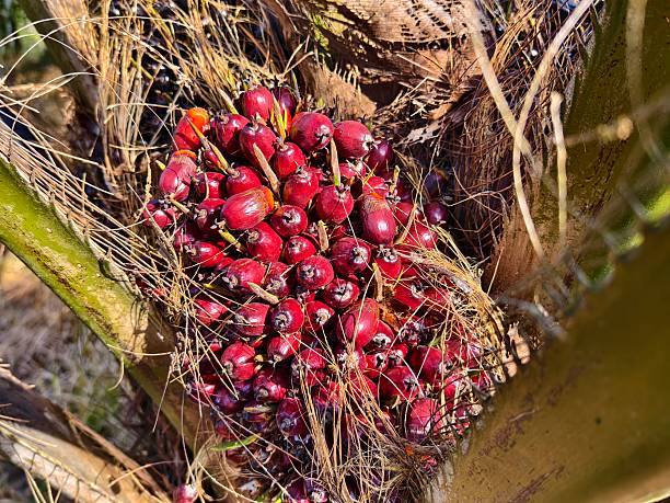 oil palm fruit