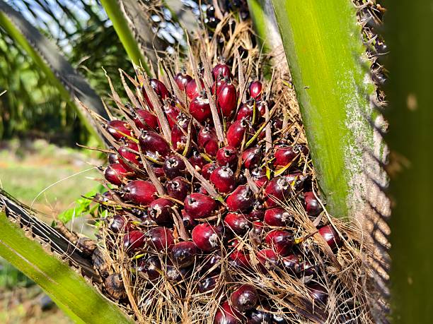 istock ripe oil palm fruit on the tree 2233258652