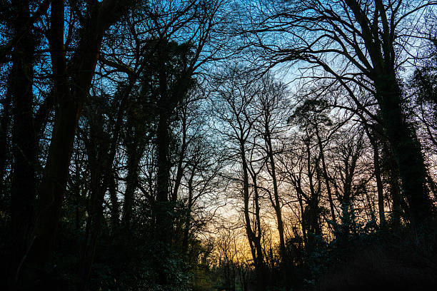 Golden sunset filtering through the trees in castle combe, england, creating a beautiful natural scene