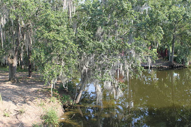 istock New Orleans - Park water 2233260042