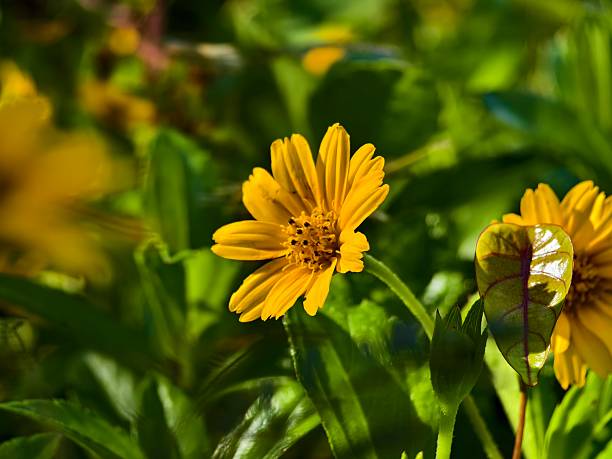 wedelia Flower