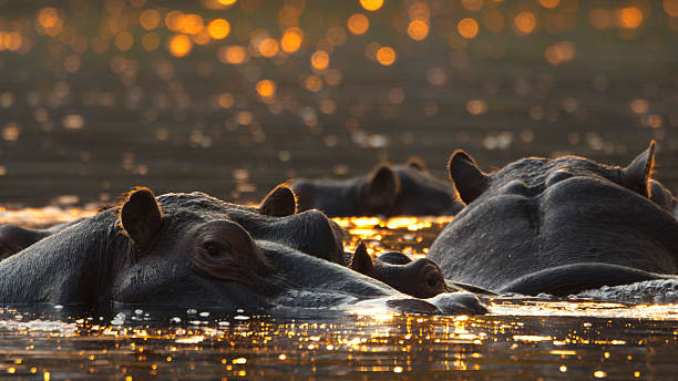 istock Hippos Resting Peacefully in Sunlit Kafue River Waters 2233261769