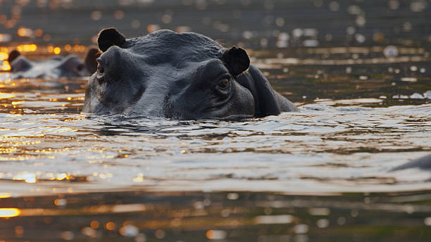 istock Close-Up of Hippo in Tranquil River at Sunset 2233261770