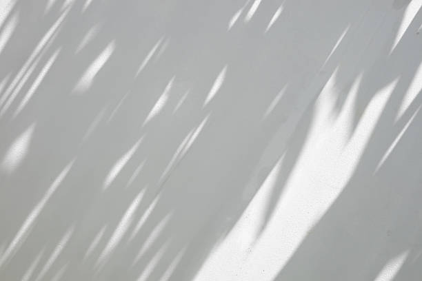 istock Abstract natural tree branch leaves shadow on white wall background 2233261809