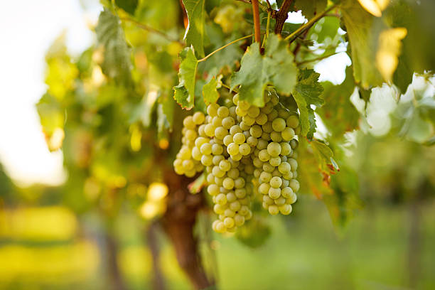 istock Ripe white wine grapes in a vineyard at sunset 2233262648