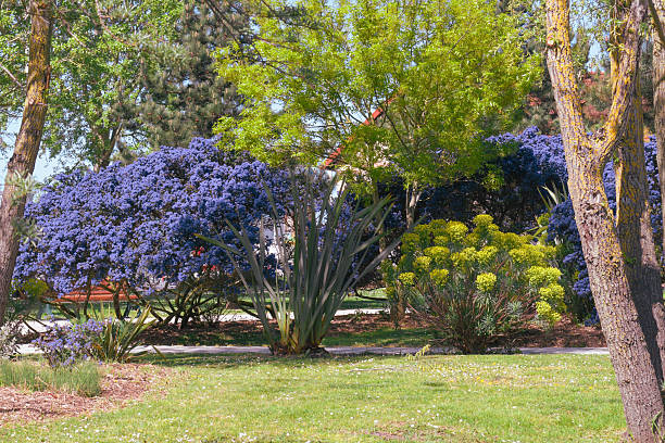 Colorful flowers bloom in a vibrant garden with lush green trees under the clear blue sky, creating a serene environment in a public park during springtime.