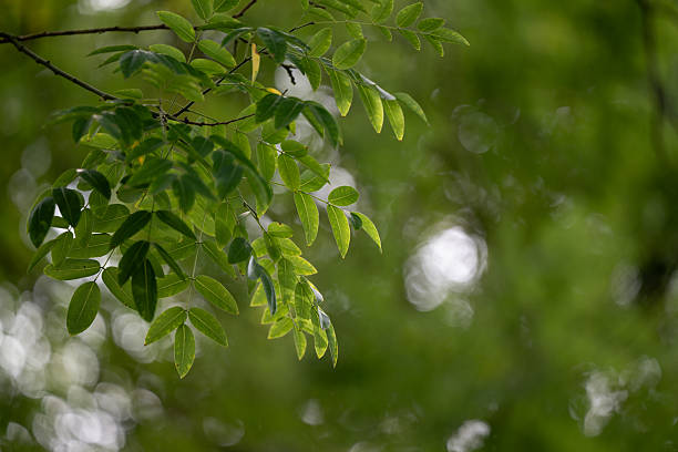 Delicate acacia leaves are illuminated by soft sunlight as they hang gracefully against a blurred forest background. The vibrant greens and dappled light create a peaceful, airy atmosphere that highlights the beauty of natural patterns and textures.