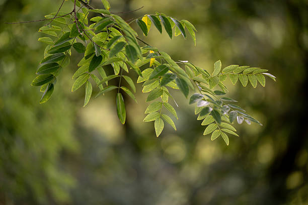 Delicate acacia leaves are illuminated by soft sunlight as they hang gracefully against a blurred forest background. The vibrant greens and dappled light create a peaceful, airy atmosphere that highlights the beauty of natural patterns and textures.