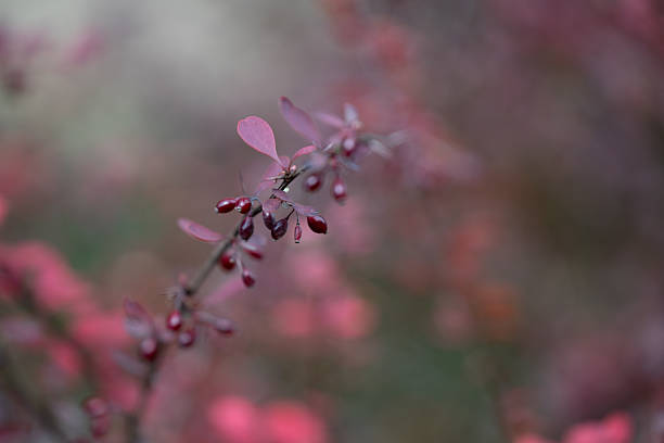 istock Red barberry leaves in soft autumn light 2233263007
