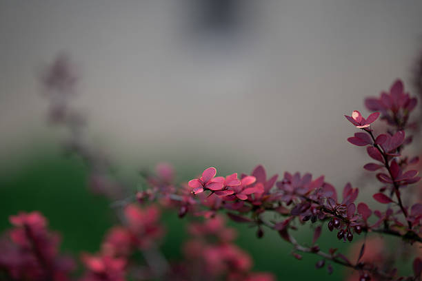 A delicate cluster of red barberry leaves extends from a branch, softly lit against a neutral blurred background. The muted autumn tones and shallow depth of field create a peaceful, minimalist composition that highlights the plant’s natural elegance.
