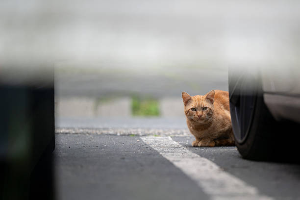 A ginger cat crouches cautiously between two parked cars, peeking out with alert eyes. The shallow depth of field and urban setting create a sense of quiet tension and curiosity, emphasizing the cat’s cautious yet observant demeanor.
