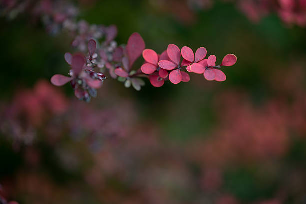 A delicate cluster of red barberry leaves extends from a branch, softly lit against a neutral blurred background. The muted autumn tones and shallow depth of field create a peaceful, minimalist composition that highlights the plant’s natural elegance.