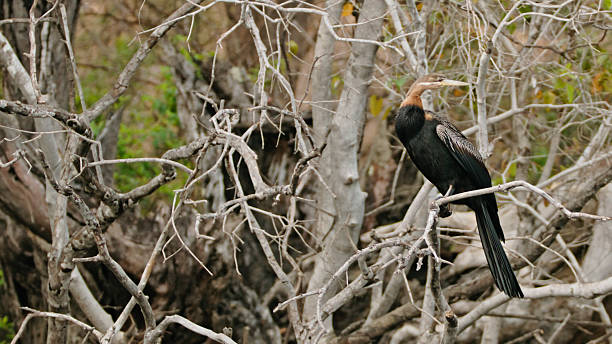 An African Darter rests gracefully among a network of gnarled branches in Kafue National Park. The bird's posture is poised and elegant, showcasing its striking plumage in a tranquil natural setting.