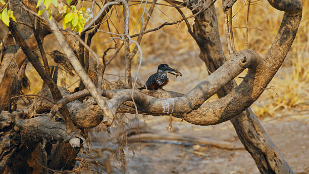 istock Giant Kingfisher on Tree Branch with Fish in Natural Park Setting 2233263196