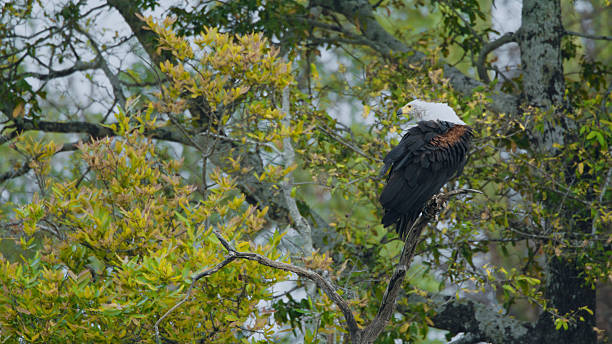 istock African Fish Eagle Perched Among Lush Greenery in Kafue National Park 2233263220
