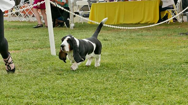 istock Basset Hound out for a walk 2233264090
