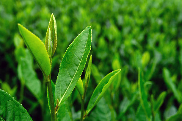 Growing green tea leaves