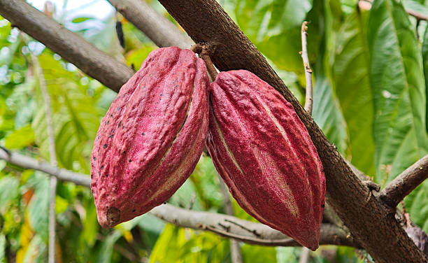 istock Trinitario cocoa red cocoa pod hang on tree branch 2233265829