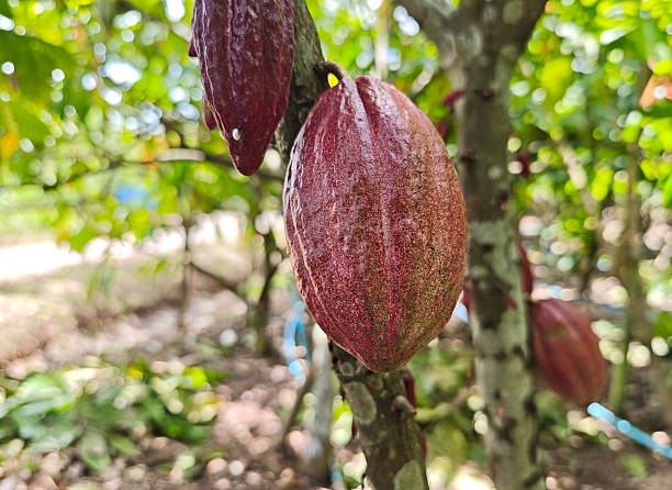 istock Trinitario cocoa red cocoa pod hang on tree branch 2233265842