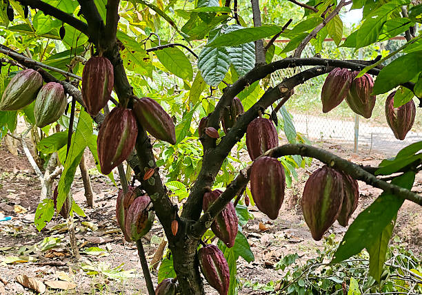 istock Trinitario cocoa red cocoa pod hang on tree branch 2233265843