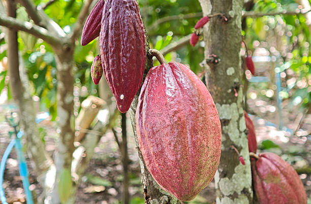 istock Red Cocoa pods hanging on tree in cocoa plantation 2233265851