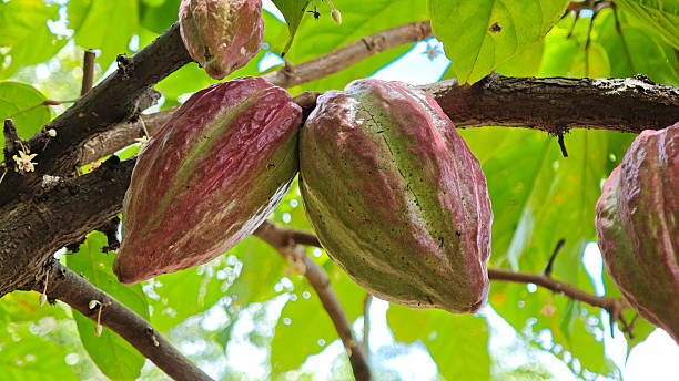 istock Cocoa berries hanging from the branches 2233265856