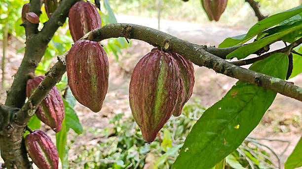 istock Cocoa berries hanging from the branches 2233265857