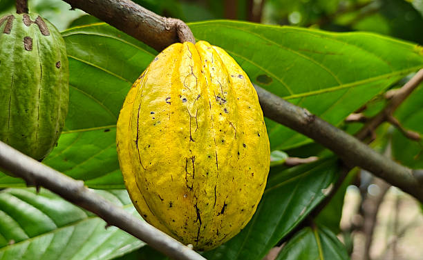 istock Cocoa berries hanging from the branches 2233265860