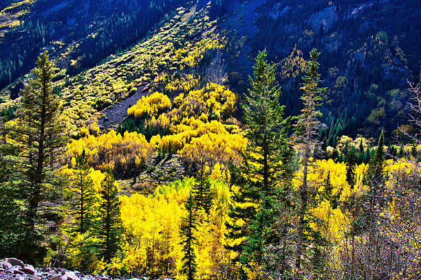 Aspen, Colorado, USA, Sept. 28,2024: Landscape, vibrant fall foliage on the roadside.