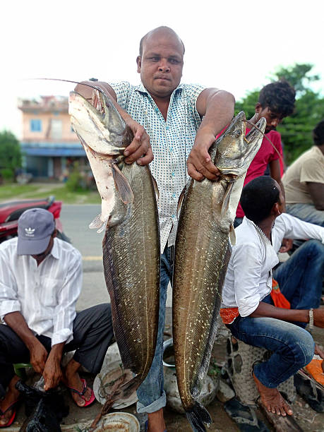 A vendor holds up two large buhari fish (Wallago attu) for sale at a local market in Loukahi Bazaar, Koshi Rural Municipality, Sunsari, Nepal. The photo, taken on September 13, 2022, documents the local fishing and trade in the region.