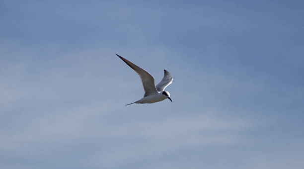 istock Forster's Tern at Hagerman Wildlife Refuge, Texas 2233271487