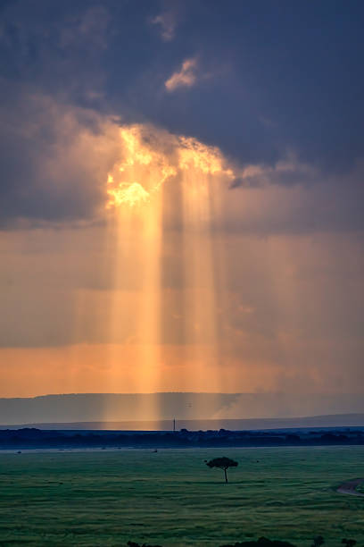 God Rays Lone Tree in the savannah