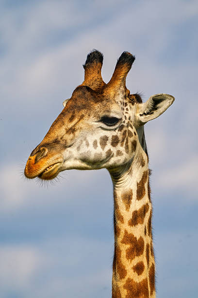 portrait pose of a giraffe