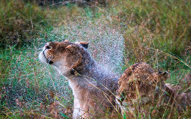 Lioness shaking away the water after heavy rain