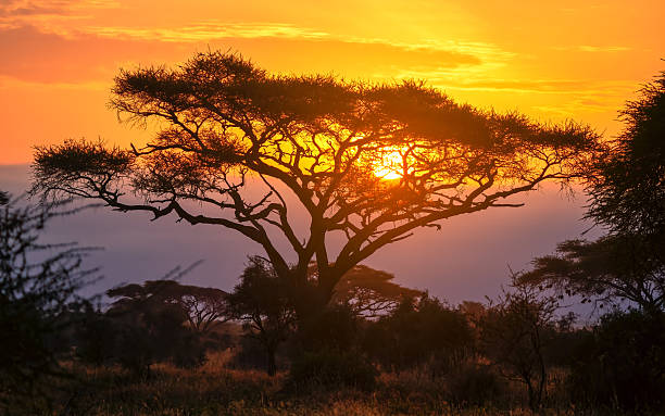 sunrise kenya with acacia tree
