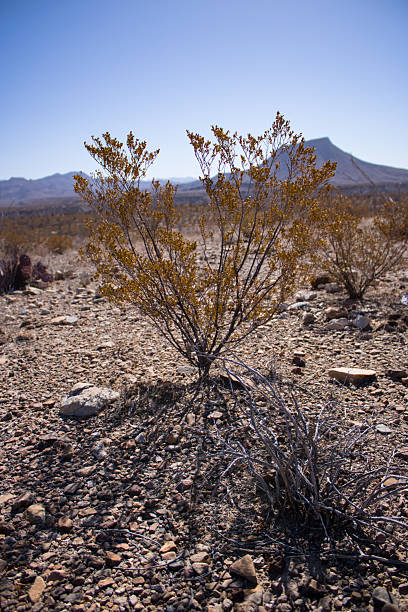 A Creosote Bush and its shadow with other vegetation and mountains and mountains in the background at Big Bend National Park in South Texas taken on 03/01/2025