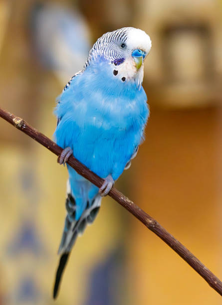 istock A blue and white bird is perched on a branch 2233277541