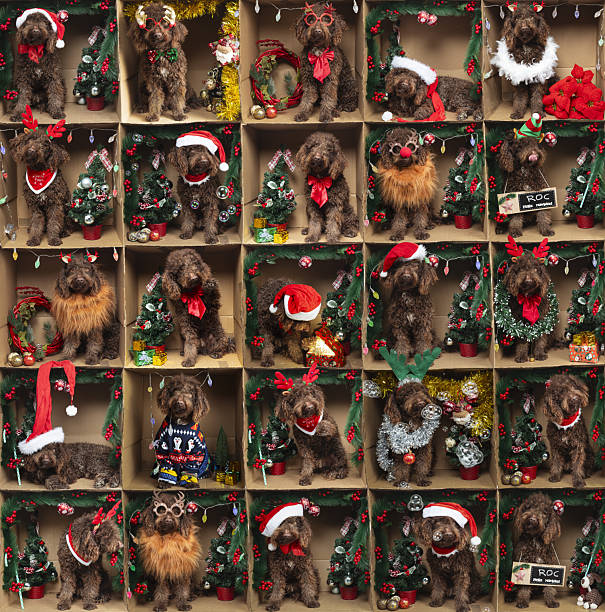 Adorable dogs posing in christmas themed boxes formation